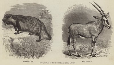 Nieuwe aankomsten in de tuinen van de Zoological Society door Thomas W. Wood
